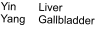 Yin	Liver Yang	Gallbladder